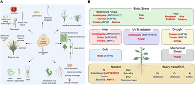 miR160: An Indispensable Regulator in Plant